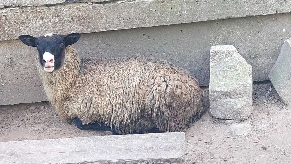 Романівські вівці