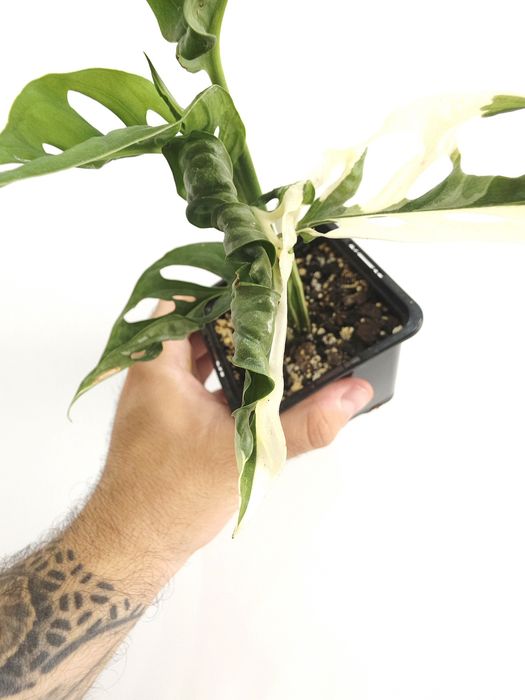 Monstera Adansonii variegata