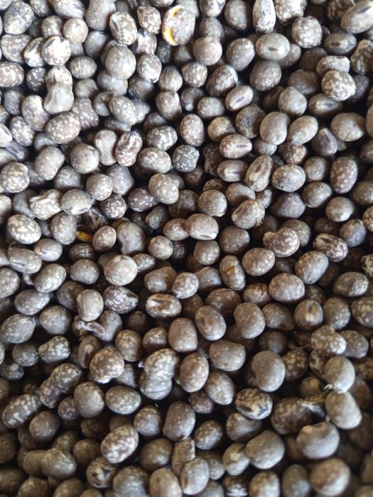 Sprzedam łubin gorzki wąskolistny