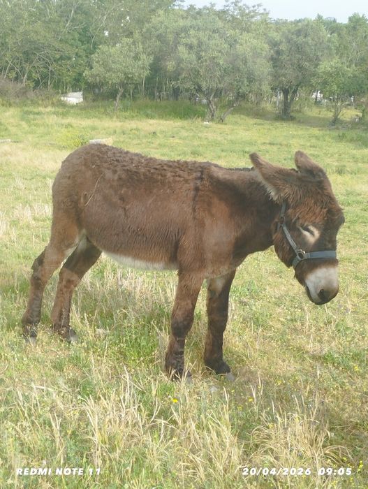 Burro de raça Mirandela para venda.