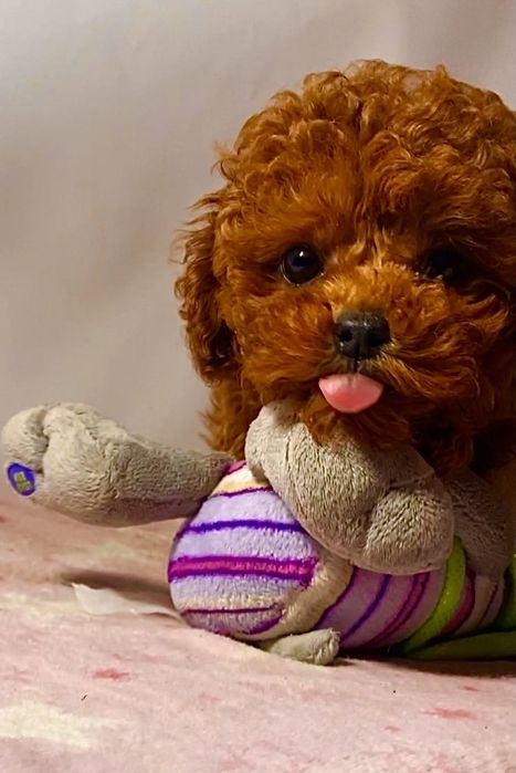 Неймовірні ведмедики міні та мікро мальтипу / той пудель Китай б/ ф