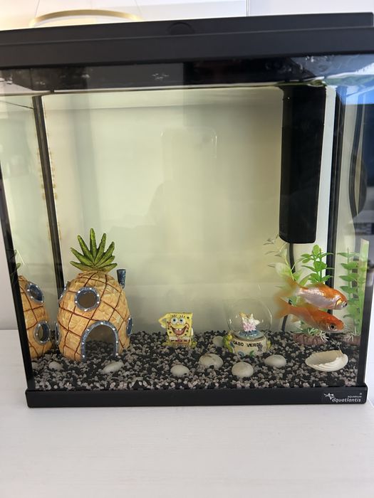 Aquário com 2 peixes