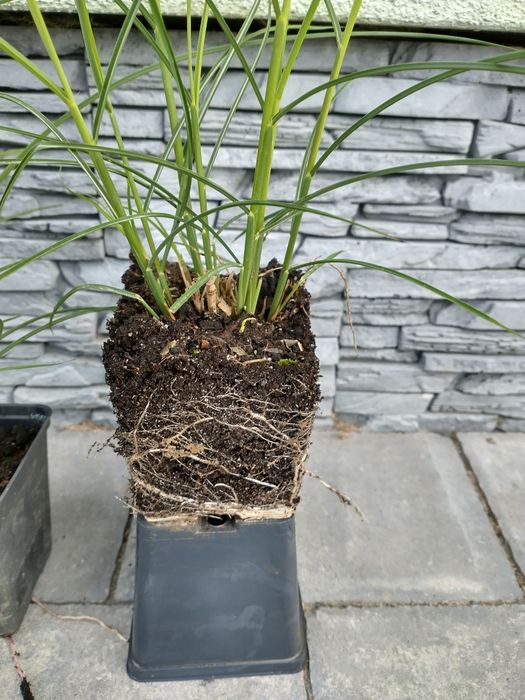 PROMOCJA Miskant chiński Silberspinne