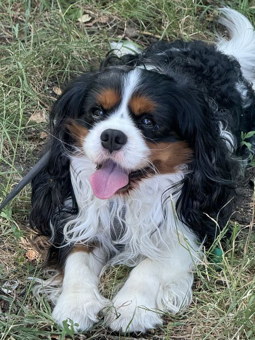 Кавалер Кінг Чарльз вязка