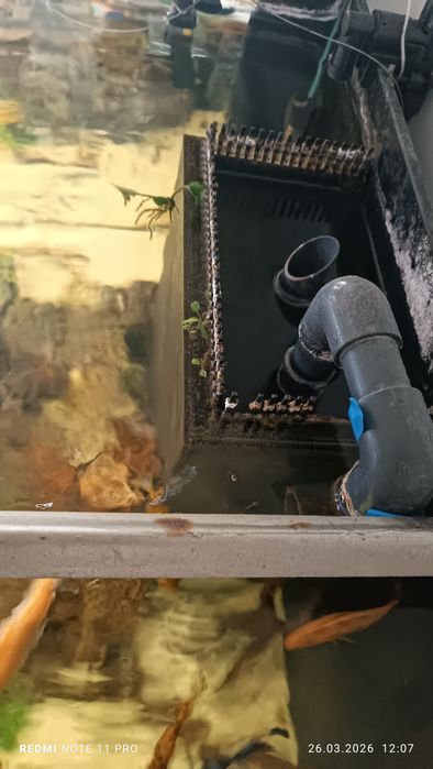 Akwarium 250l kostka oświetlenie LED sump malawi