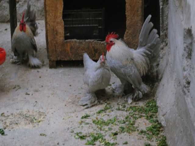 Мільфлер, яйце інкубаційне. Парцелян. Iзабелла. Колумбiя чорна