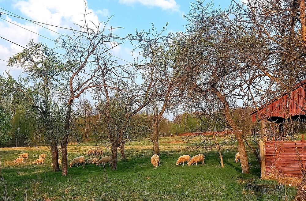 Продам 4 дома и 4га земли