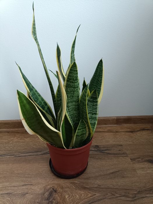 Kwiat domowy doniczkowy języki teściowej Sansewieria wężownica