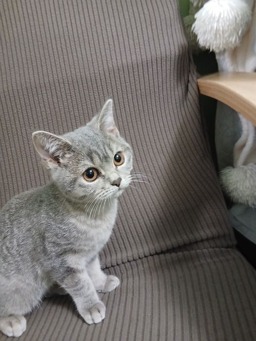 Британская шиншиловая кошечка