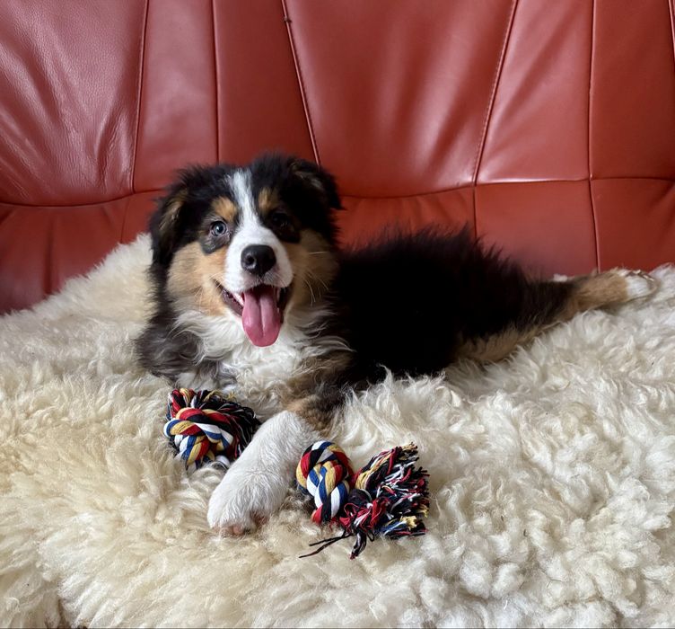 Owczarek australijski-piesek