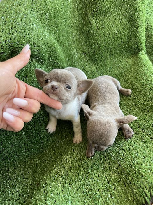Chihuahua femea lilac com branco mini