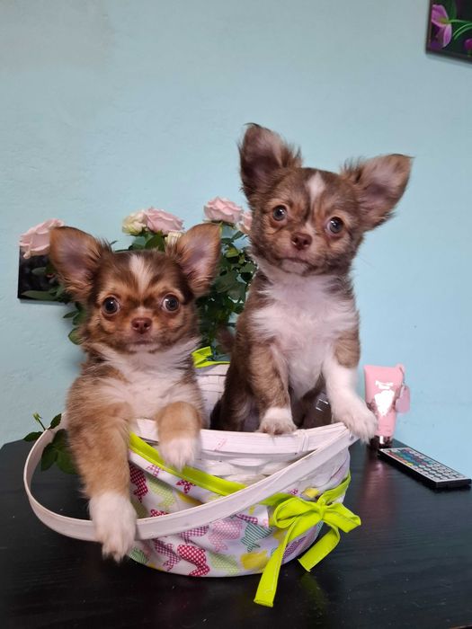 Długowłosy tricolor chłopiec rasy chihuahua dostępny do rezerwacji.