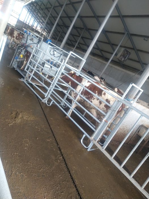 Korekcja racic u bydła