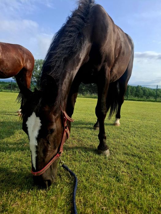 Koń 3-letni na sprzedaż