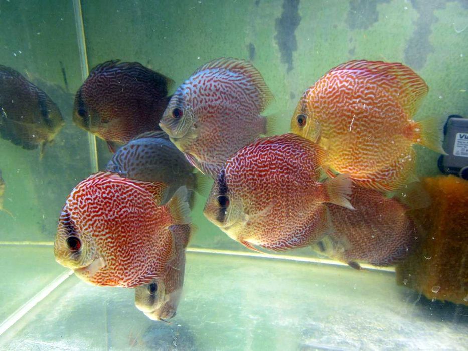 Дискус Кобра, Туркис, Пантера, Leopard от производителя