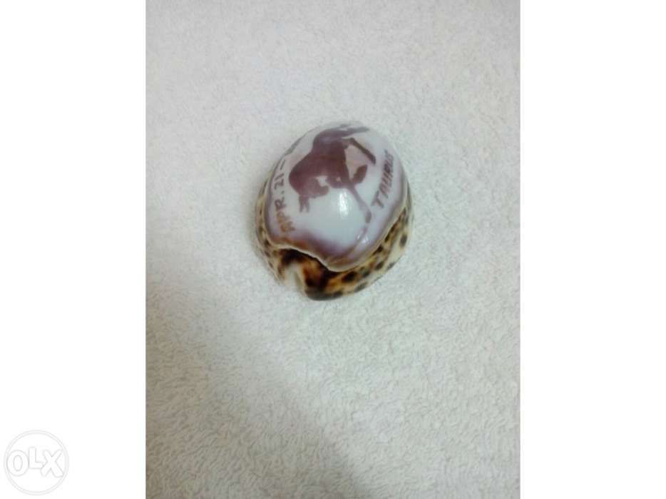 Búzio signo Touro (portes incluídos)