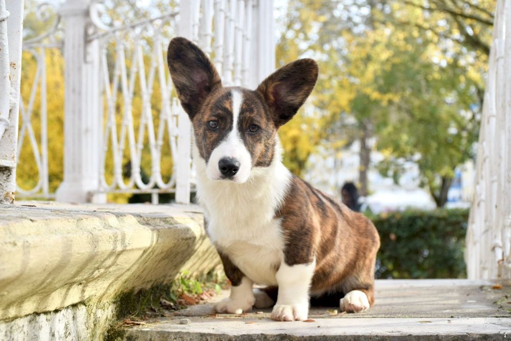 Welsh Corgi cardigan de excelência