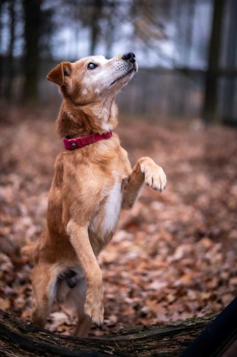 Winne - pies który ciągle się uśmiecha ADOPCJA