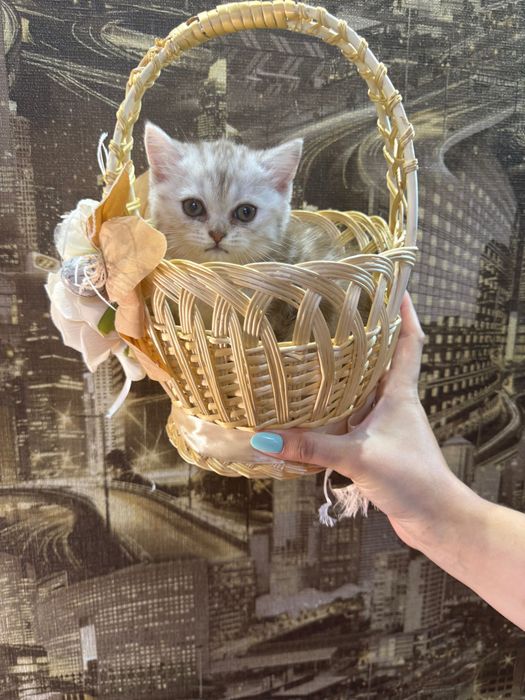 Шотландські кошенята