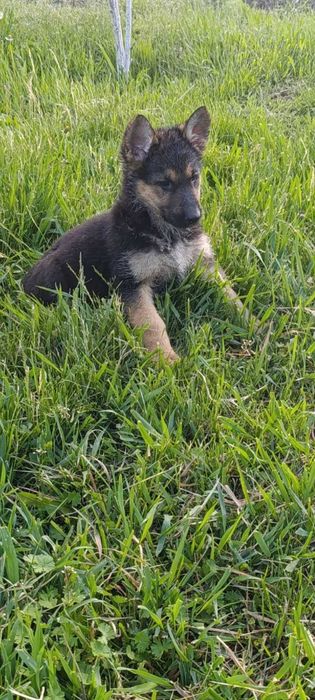 Німецька вівчарка