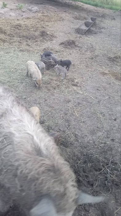 Продаються малі свині мангали