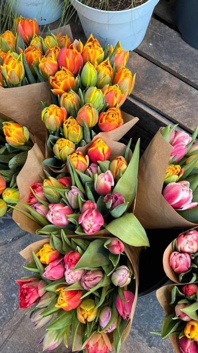 Цибулини тюльпанів на кг