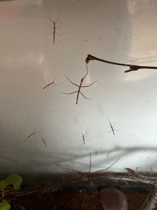 Oddam Patyczaki rogate