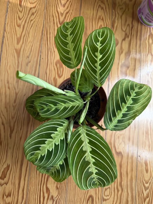 Maranta Lemon Lime