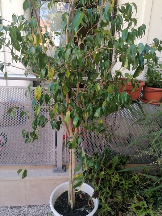 Planta Dracaena e outras plantas a escolher.  Troco por substrato 
Dr