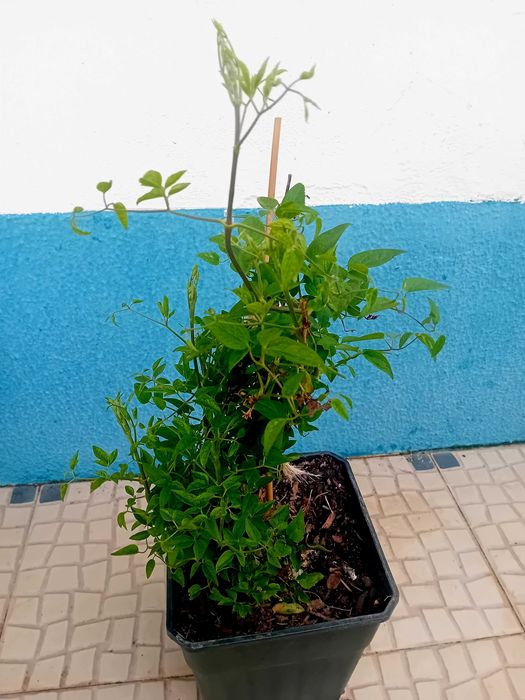 Trepadeira Clematis roxa