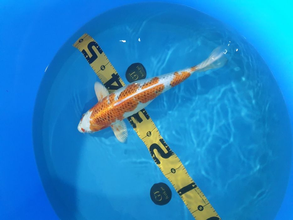 Carpa Koi Kujaku