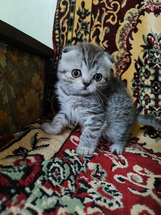 Шотландські кошенята