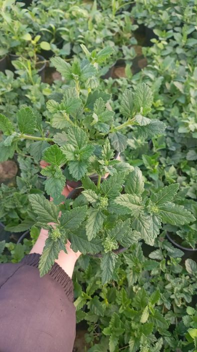 Квіти від Наталі