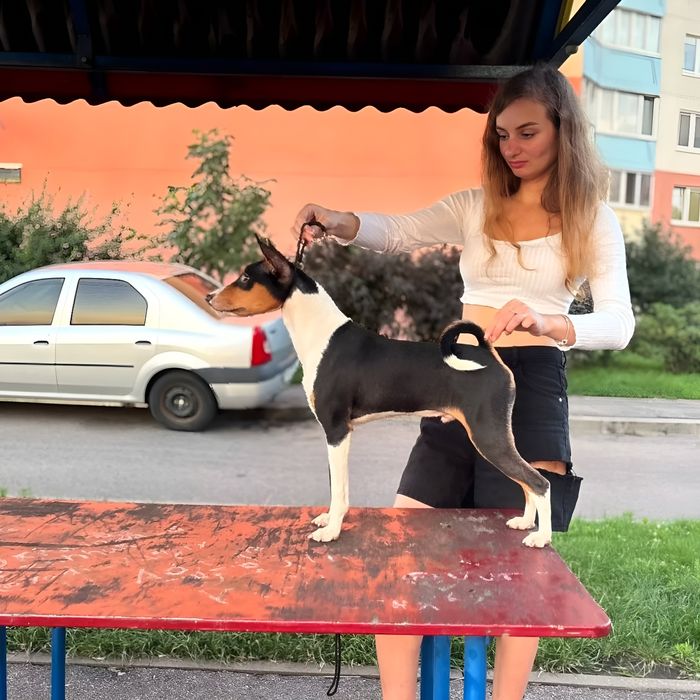 Щенок басенджи мальчик триколор