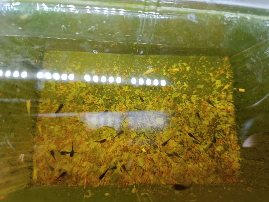 Animais ,peixes de água quente