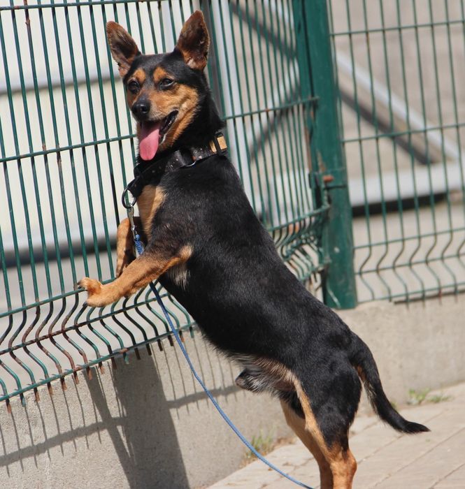 Mikro piesek mix pinczer do adopcji