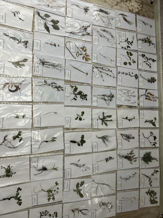 Гербарій рослин для студентів