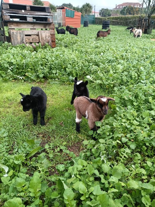 Vendo cabras anãs