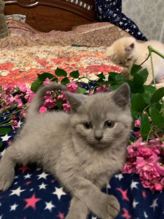 Продаються чистокровні лілові британці