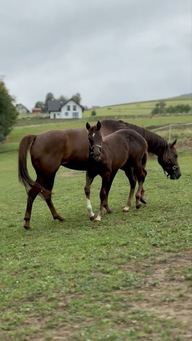 Roczniak, ogierek, AQHA