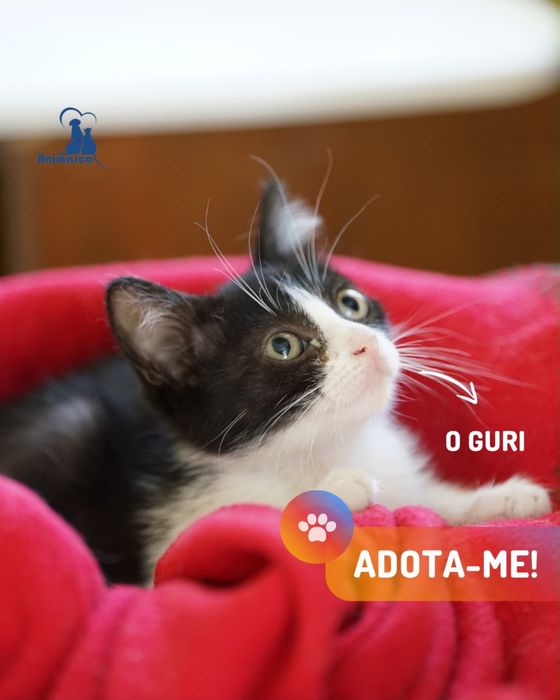 ninhada de gatinhos