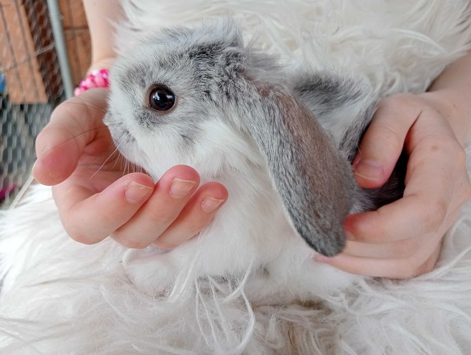 Króliczek baranek miniaturka Mini Lop hodowla zarejestrowana