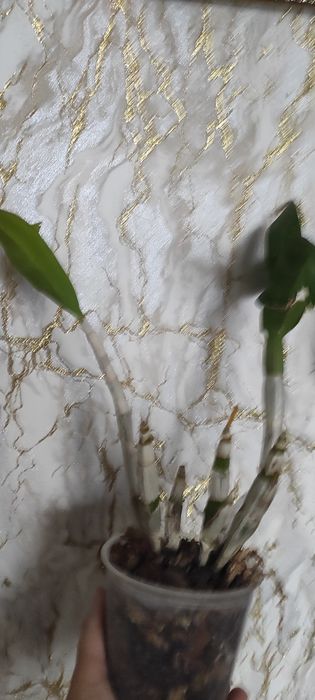 Дендробіум Tongchai gold 3 lips