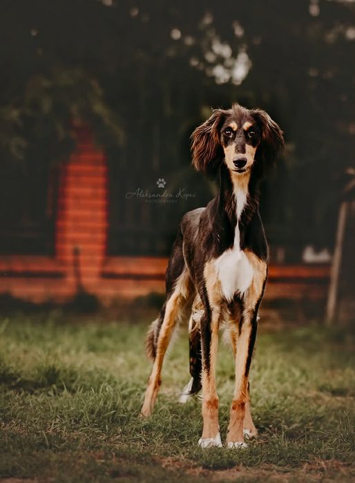 Saluki chart perski FCI warunek hodowlany