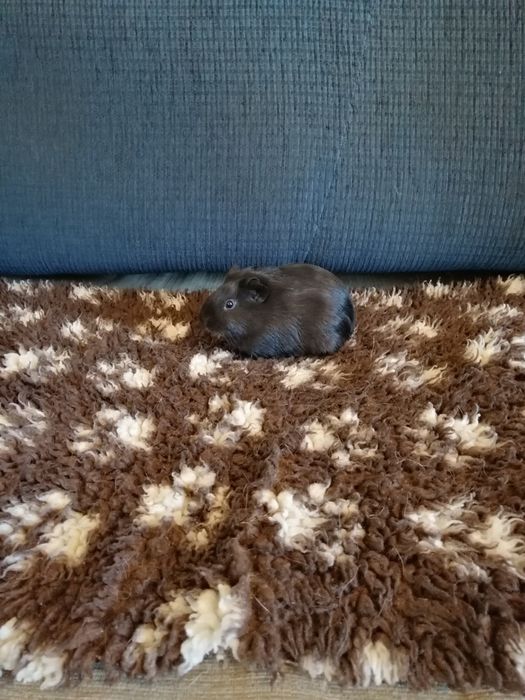 Świnka morska kawia domowa