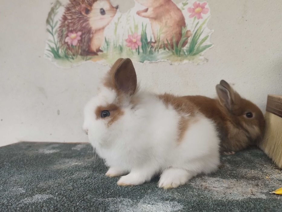 Coelhos Anões Mini Lionhead