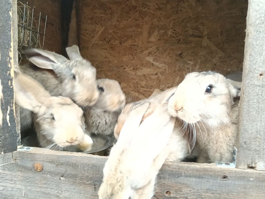 Młode króliki bure