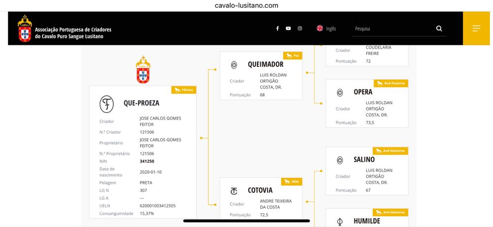 Poldra cruzada de lusitana 6 meses