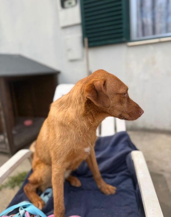 Cão jovem para adoção