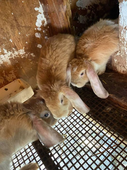 Продам молодняк Французький баран